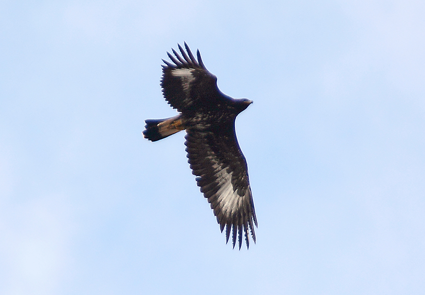 Giovane Aquila